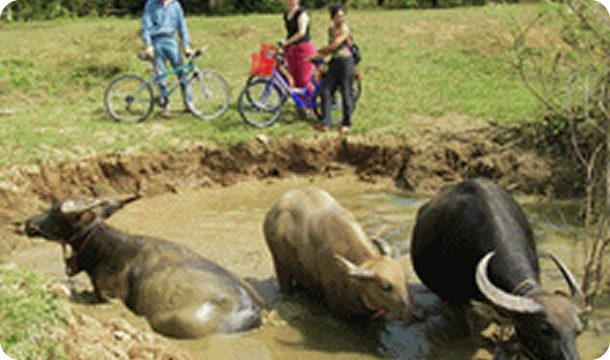 where We are in South East Asia im5